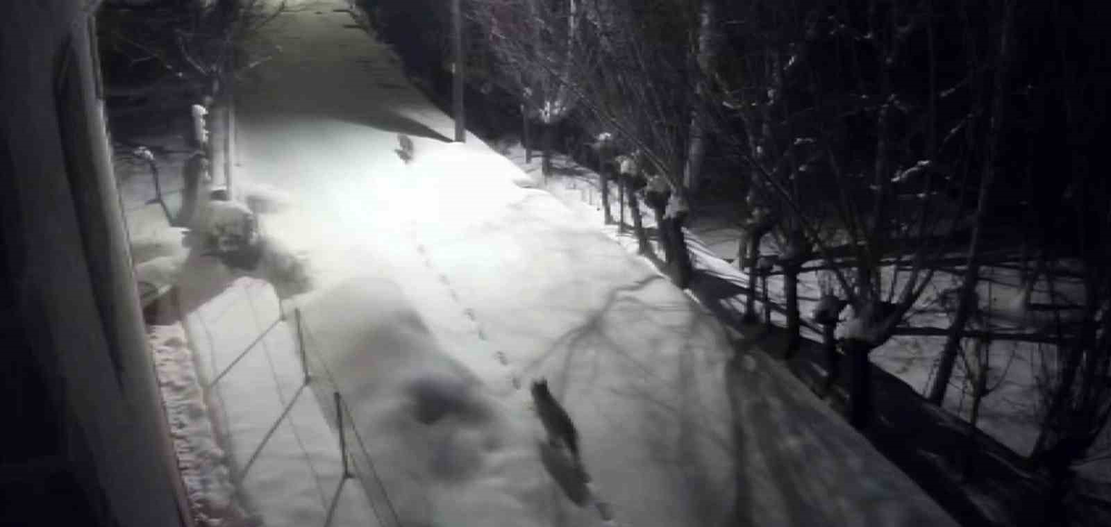 Gürün’de Sert Kış Kurtları Şehir Merkezine İndirdi