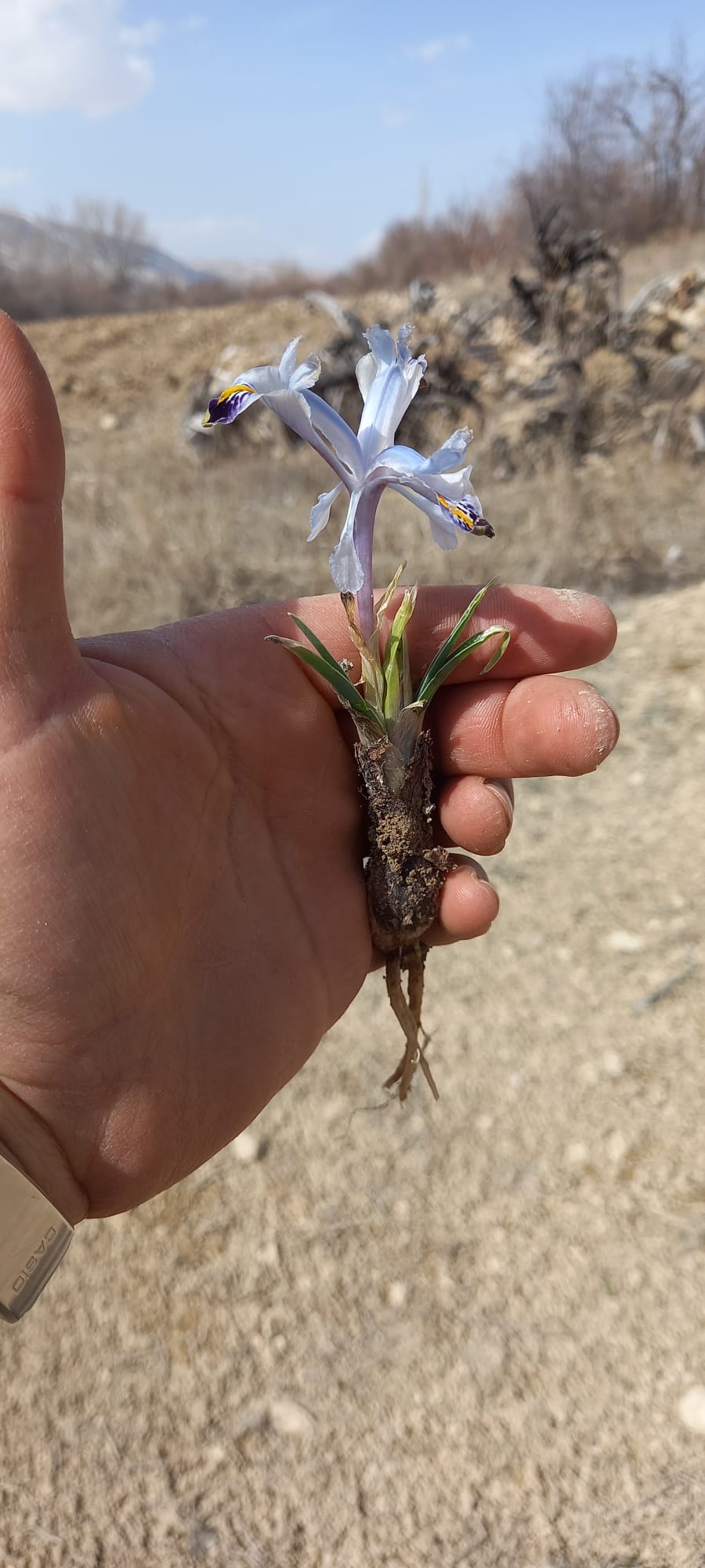 NEVRUZ ÇİÇEKLERİ AÇTI