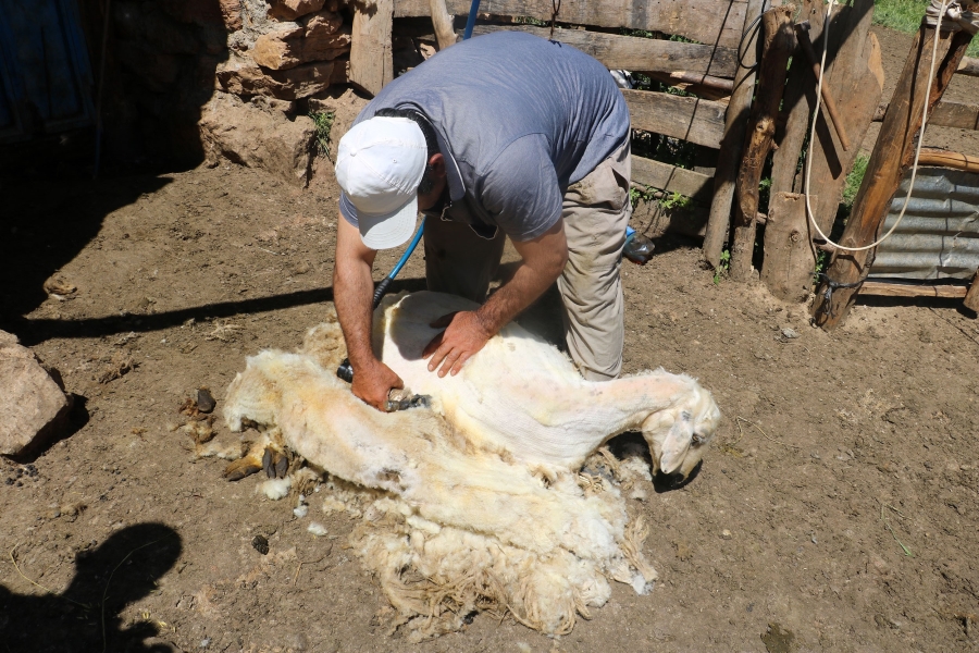KOYUNLARIN KIRKIM ZAMANI GELDİ