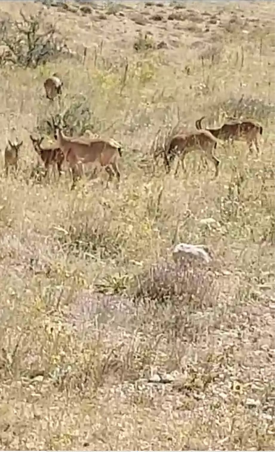 İLÇEMİZDEKİ DAĞ KEÇİLERİNİN SAYISI ARTIYOR