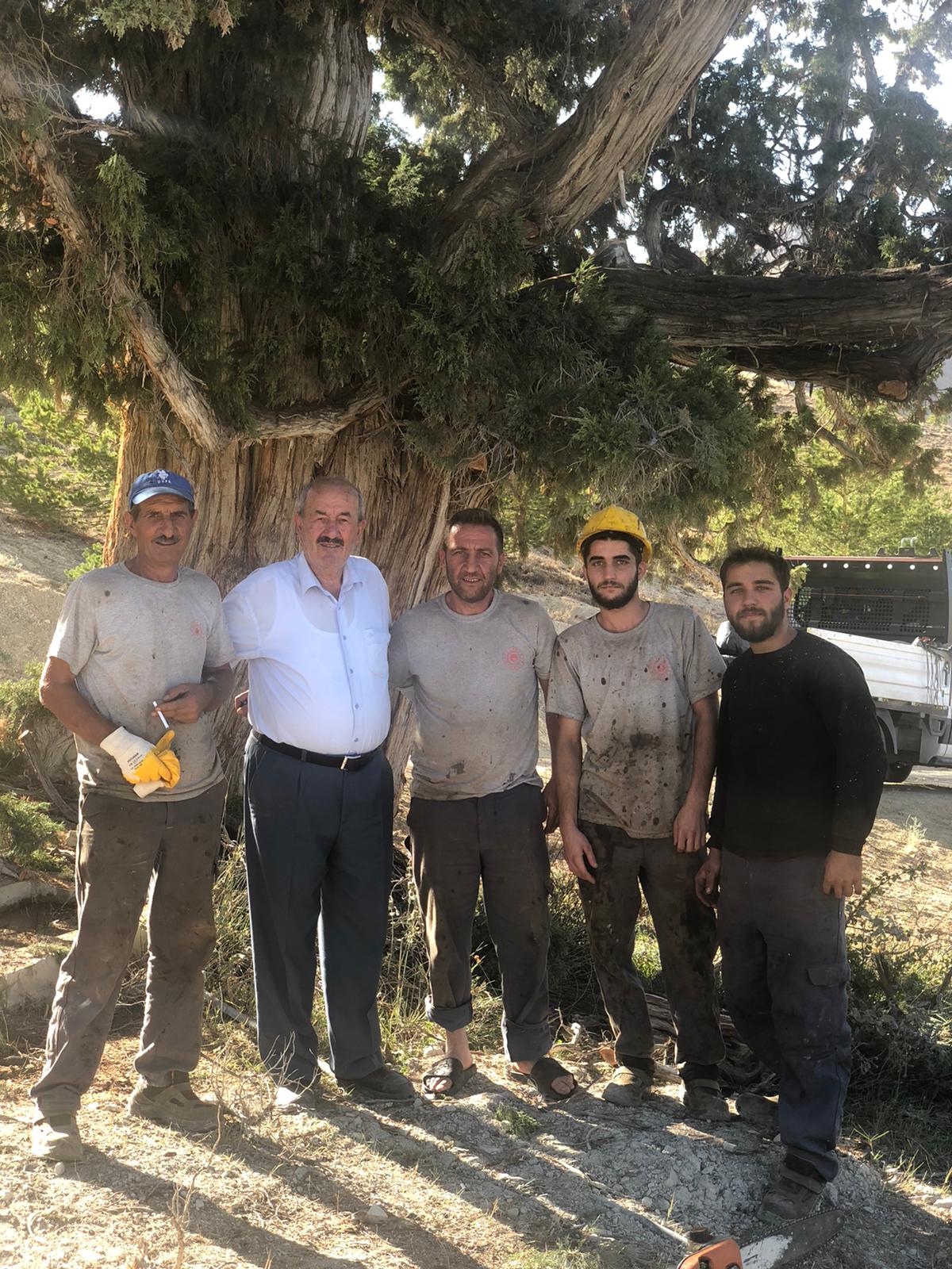 GÜRÜN’DE 706 YILLIK ANIT ARDIÇ AĞACI