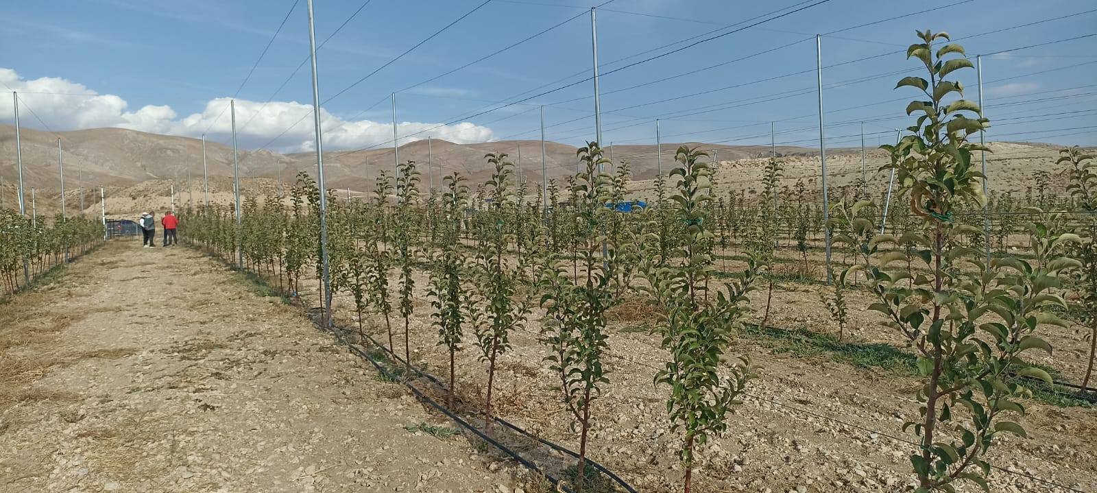Başkan Çiftçi Ayhan Çelik’in Elma Bahçesini Gezdi