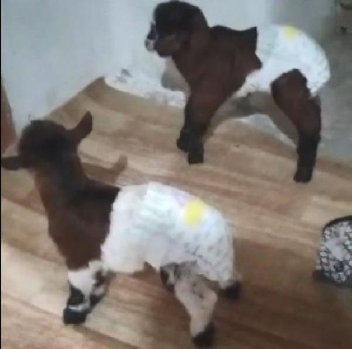 YENİ DOĞAN İKİZ OĞLAKLAR EVDE BAKILIYOR