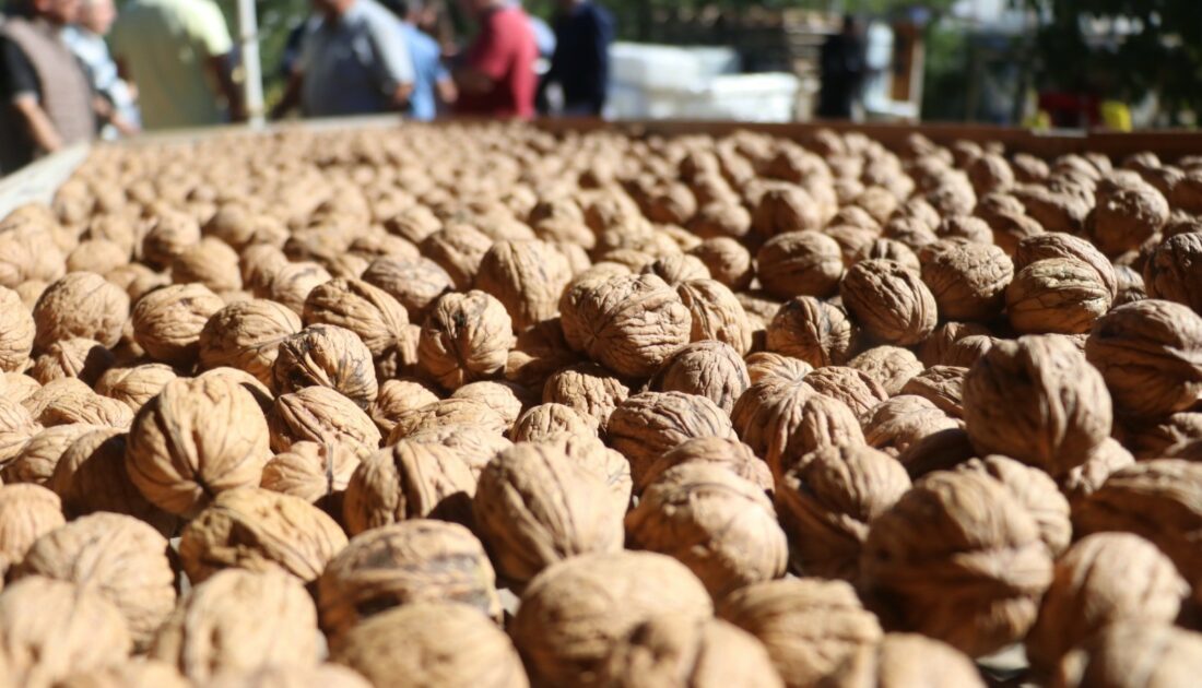 Gürün’de “Maraş-18” Marka Tescilli Cevizin Hasadı Başladı